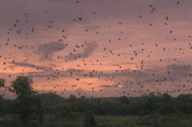 bat-migration