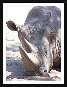 Rhino Horn Treatment - Rhino De-horning